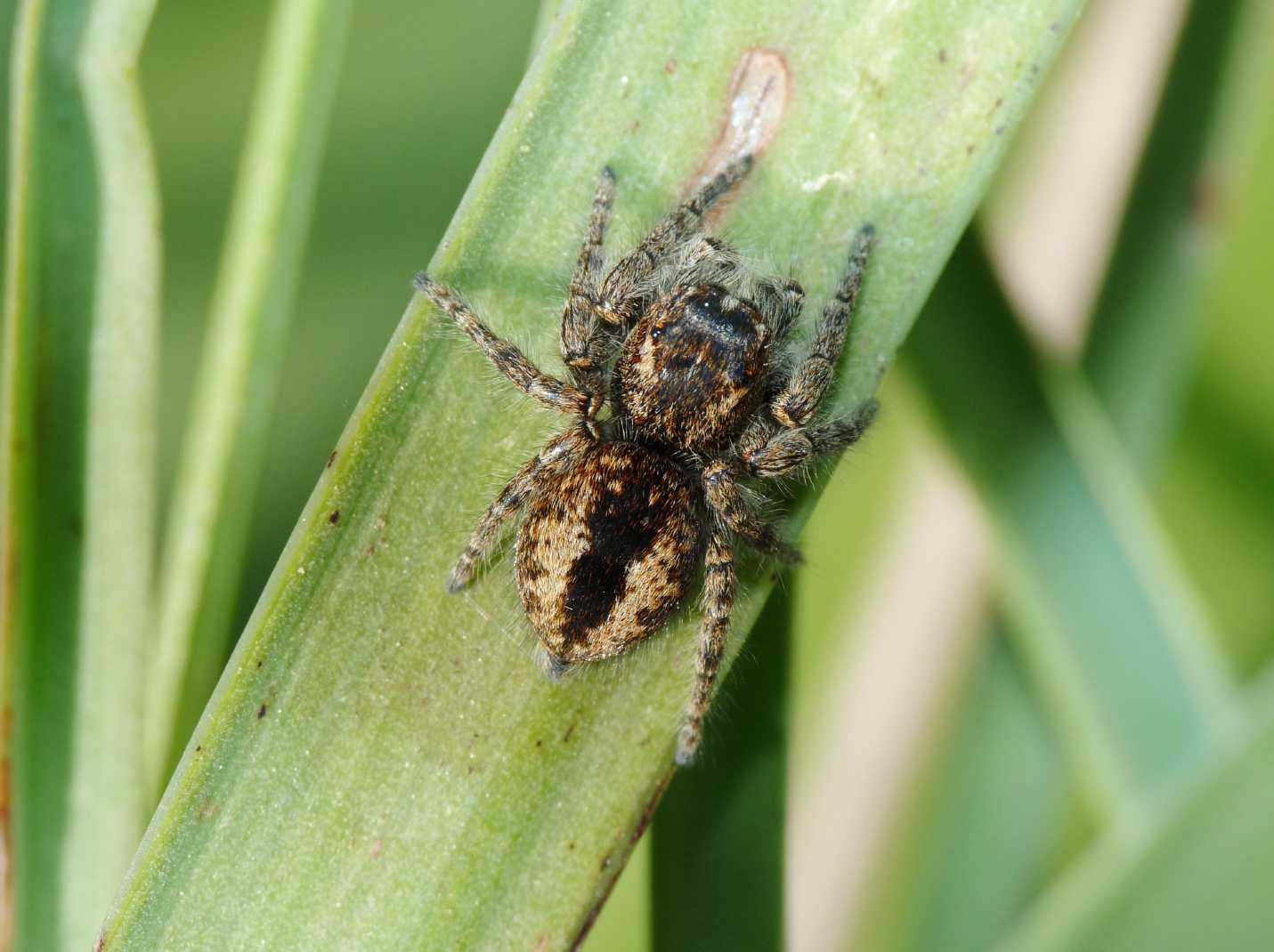 Carrhotus xantogramma? No. Philaeus chrysops